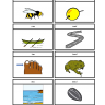 Final consonant deletion d minimal pairs